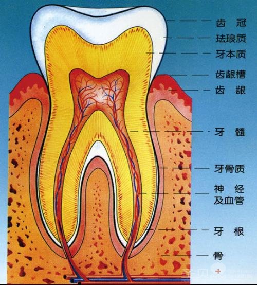 牙髓炎根管治疗